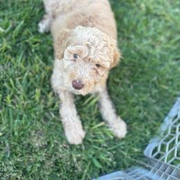 Grace - Apricot female Goldendoodle puppy in Waterford, California from Alvdoodles