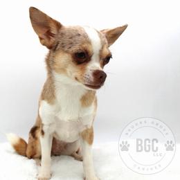 Fable - Chihuahua