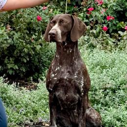 Favor - German Shorthaired Pointer