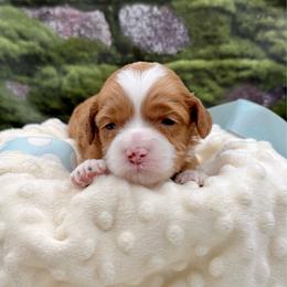 Aspen - Caramel male Australian Labradoodle puppy in Anderson, California from Shaggy Doodles