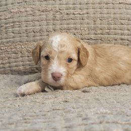 Aspen - Apricot Cavapoo puppy in Missouri from KDK Missouri Miniature Poodles