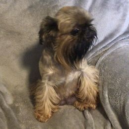 Insty - Brussels Griffon