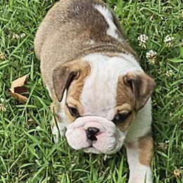 Betty - Red and white female Bulldog puppy in Cheshire, Connecticut from Absolut Bulldogs