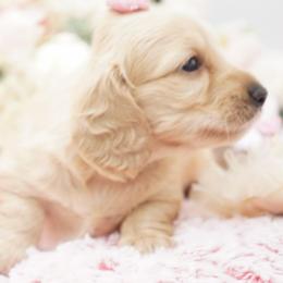 Addison - Cream female Dachshund puppy in Big Rapids, Michigan from 30 Acre Woods Dachshunds