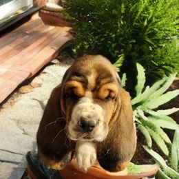 Red - Black brown and white male Basset Hound puppy in Lucerne Valley, California from Seussorie of Puddle Pups