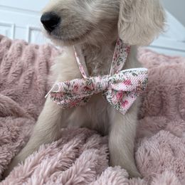 Goldendoodle, Golden Retriever, Poodle, and Shih Tzu Puppies from Platinum Paws Puppies