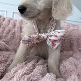 Goldendoodle, Golden Retriever, Poodle, and Shih Tzu Puppies from Platinum Paws Puppies