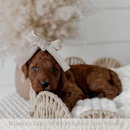 Kanga - Red  female Goldendoodle puppy in Roanoke Rapids, North Carolina from Sweeter than Honey Doodles