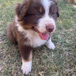 Australian Shepherd Puppies from Dream E River Ranch