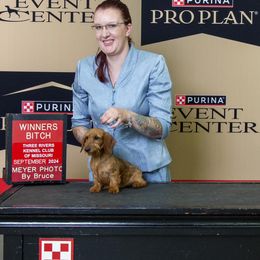 Dachshunds and Giant Schnauzers from Above Par Kennels