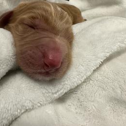 Melody - Red  female Goldendoodle puppy in Chino Valley, Arizona from Whiskey Row Royals