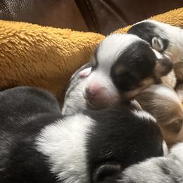 Boy 3 - male American Corgi puppy in Payson, Illinois from Creek Farm Corgis