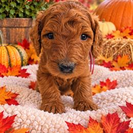 Princess Bella Rossa Red Rosa - Red  female Poodle puppy in Woodbridge, Virginia from Rosa Red Standard Poodles