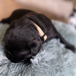 'Sugar' (Cream White collar) - Black female Labrador Retriever puppy in Grand Saline, Texas from Castle Hills Labradors