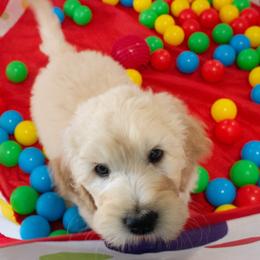 Goldendoodle Puppies from Penny and The Pups