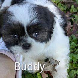 Buddy - Black gold and white male Shih Tzu puppy in Clyde, North Carolina from Shawgo Pups