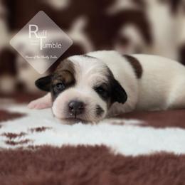 Aster - White and tan female Russell Terrier puppy in Harvel, Illinois from Ruff and Tumble Russell Terriers