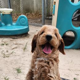 Boy 2 - Red male Australian Labradoodle puppy in Ocala, Florida from Vinton Valley Australian Labradoodles