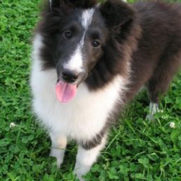 Shetland Sheepdog Puppies from Honeyhill shelties