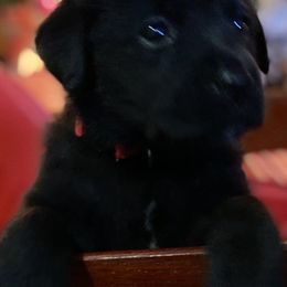Labrador Retriever Puppies from Nosterfields Labradors