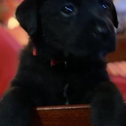 Labrador Retriever Puppies from Nosterfields Labradors