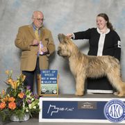 Briard All Grown Up from du Coeur Rose Briards