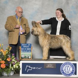 Briard All Grown Up from du Coeur Rose Briards