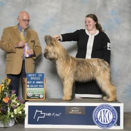 Briard All Grown Up from du Coeur Rose Briards