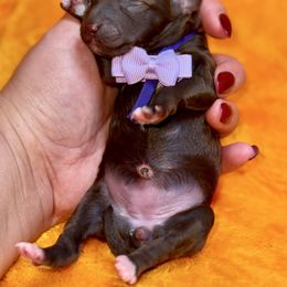 KitKat - Chocolate female Goldendoodle puppy in Miami, Florida from Jade’s Paws & Co. Of Miami LLC