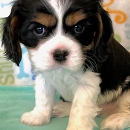 Cavalier King Charles Spaniel and Poodle Puppies from Central Coast Standard Poodles & Cavaliers