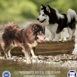 Whiskey - Siberian Husky