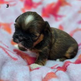 Lydia Girl 3 - Tricolor female Shih Tzu puppy in Oakville, Washington from Garrard Creek Shih Tzus