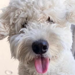 Cavapoos and Goldendoodles from Carmel Classy Doodles