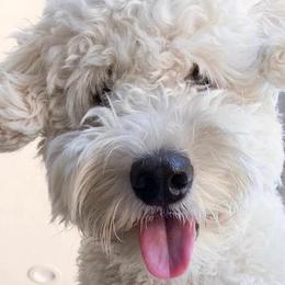 Cavapoos and Goldendoodles from Carmel Classy Doodles