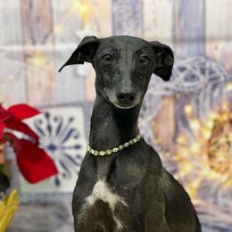 Gypsy - Italian Greyhound