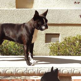 American Staffordshire Terriers and Boston Terriers from Aim High Kennels