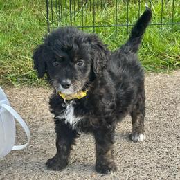 Yellow - Black female Goldendoodle puppy in Holland, Michigan from WAG 52nd