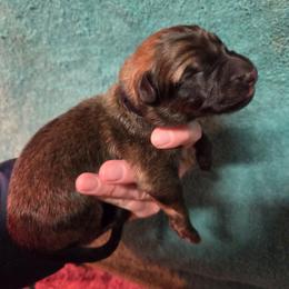 Boy 4 - male German Shepherd puppy in Dallas, Pennsylvania from Mountainside German Shepherds