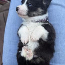North - Black and tan male Pembroke Welsh Corgi puppy in Ruidoso, New Mexico from Ruidoso's Crowned Companions