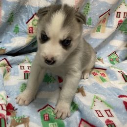 Siberian Husky Puppies from McDonald's Homegrown Huskies