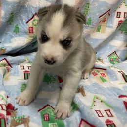 Siberian Husky Puppies from McDonald's Homegrown Huskies