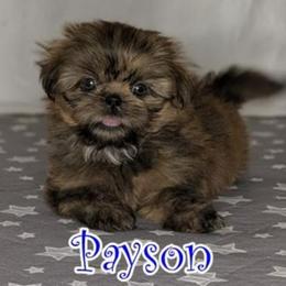 Payson - Brindle male Shih Tzu puppy in Surprise, Arizona from Arizona Shih Tzu