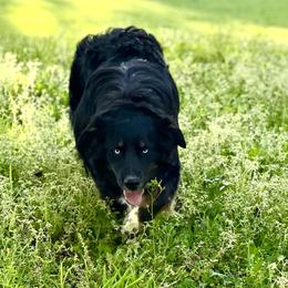 Delta  - Australian Shepherd
