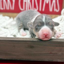 Mistletoe - 1500 - Black and tan female Pembroke Welsh Corgi puppy in Rozet, Wyoming from Hayday Ranch Corgis