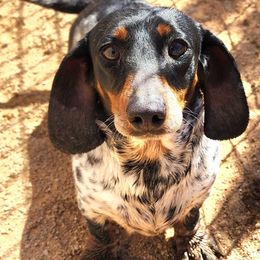 Millie - Dachshund