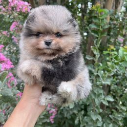 Lady - Pomeranian puppy from Wonderlust Pomeranians