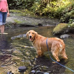 Rosie - Golden Retriever