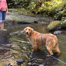 Rosie - Golden Retriever