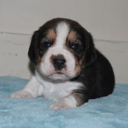 Cliff - Black tan and white male Beagle puppy in Morrill, Kansas from Kelle Beagles