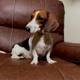 Daisy - Dachshund